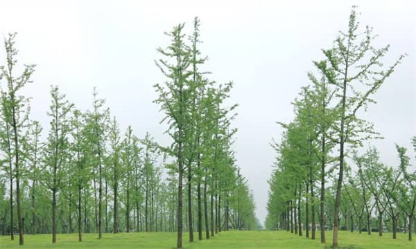 西安壽陽(yáng)山骨灰墓園風(fēng)水極佳 價(jià)格實(shí)惠