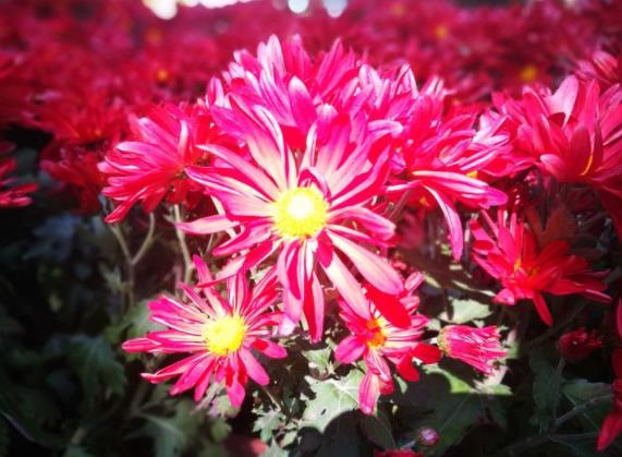 陜西西安鳳棲山墓園倡導(dǎo)鮮花祭先人 美德永傳承