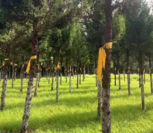 西安奉正塬墓園如何通過清明節(jié)活動(dòng)推動(dòng)社會(huì)文明建設(shè)？