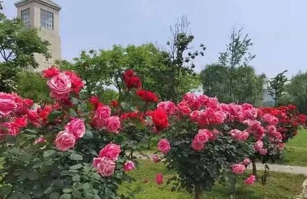 中秋祝詞-西安市奉正塬公墓