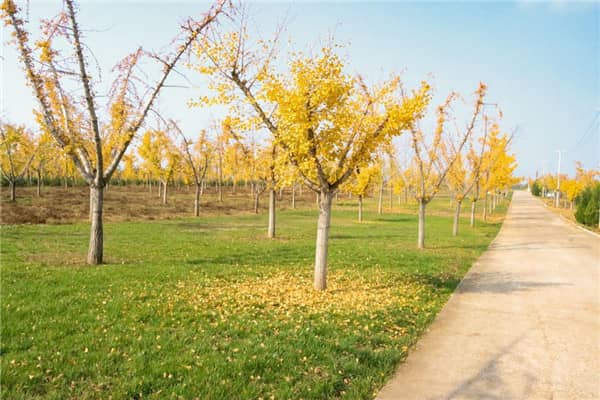 西安壽陽山墓園的服務(wù)平臺-提升客戶的多元化體驗