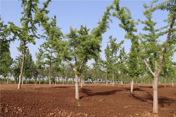 西安壽陽山公墓生態(tài)花園式陵園：打造綠色殯葬新標桿