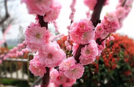 西安霸陵墓園新區(qū)空間布局與選購(gòu)建議,西安墓園實(shí)地考察重要性分析