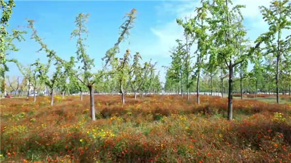 西安壽陽山墓園的具體位置在哪里？墓園周圍的環(huán)境如何？