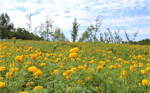 西安壽陽山公墓提供了哪些類型的墓地以滿足不同客戶的需求？