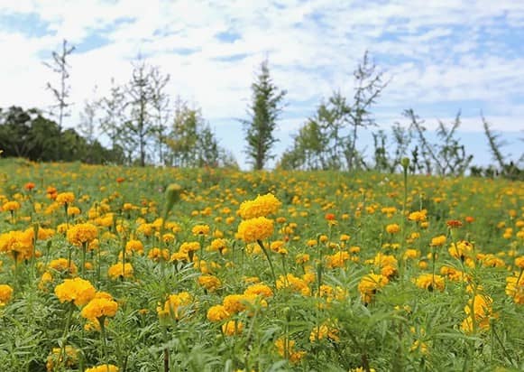 西安樹葬發(fā)展現(xiàn)狀與趨勢(shì)分析,西安綠色殯葬改革成效顯著
