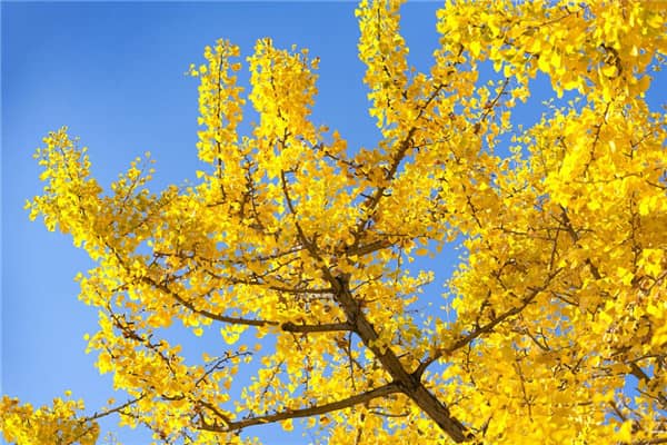 壽陽山和高橋哪個好？各自有其特點和優(yōu)勢