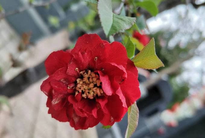 西安棗園山生態(tài)人文紀(jì)念園寒衣節(jié)交通指南及祭掃高峰預(yù)警