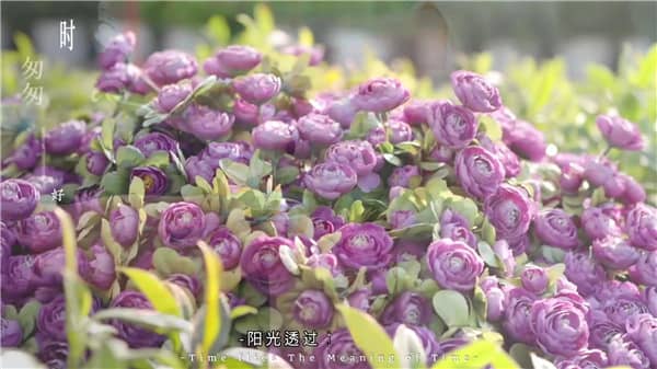 西安霸陵有樹葬公墓嗎？