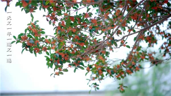 西安霸陵墓園新區(qū)：定價策略與服務(wù)價值解析