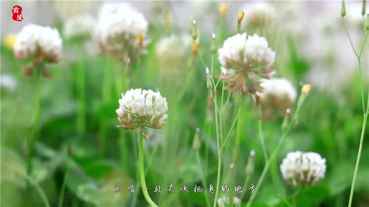 西安霸陵陵園的樹葬服務有哪些獨特之處？