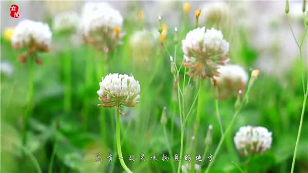 西安東郊霸陵新區(qū)墓園排名分析：歷史底蘊(yùn)與現(xiàn)代服務(wù)的完美結(jié)合