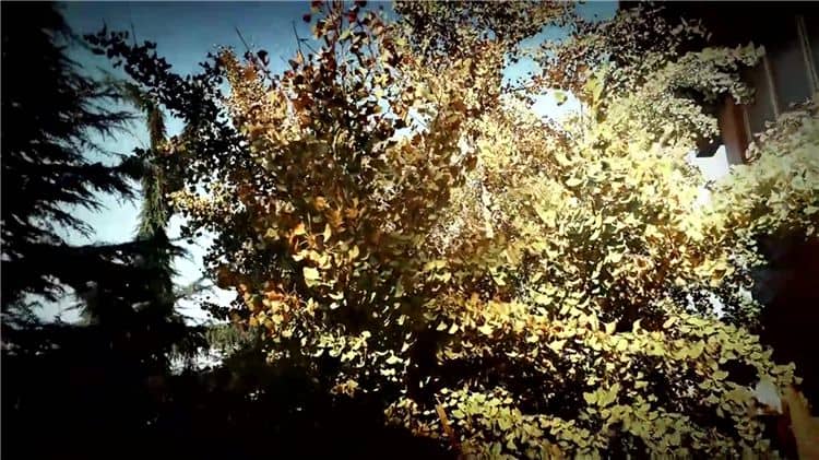 西安霸陵墓園對于環(huán)保和可持續(xù)性有何舉措？