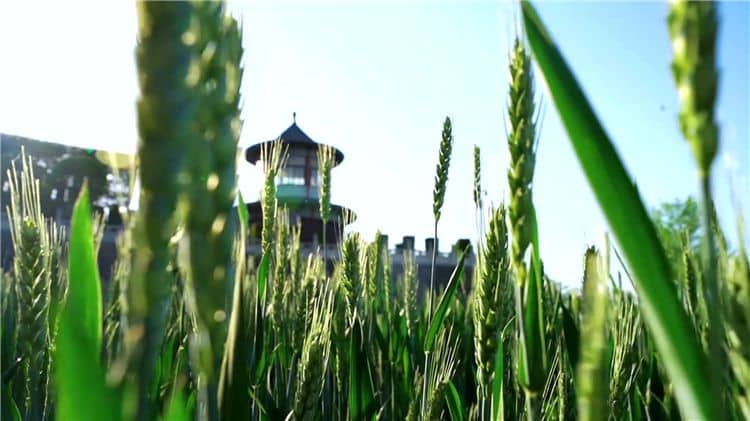 西安霸陵墓園新區(qū)是否支持預約掃墓服務？