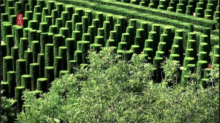 霸陵公墓燒紙錢（有一定的限制和規(guī)范）