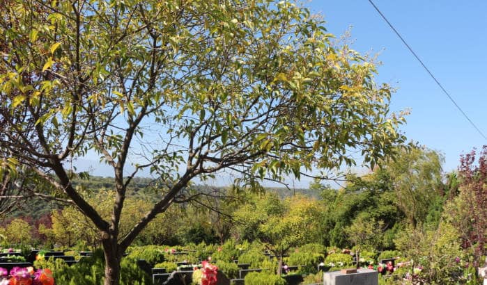 西安白鹿原墓園便民服務(wù)詳解：專車接送與貼心服務(wù)全介紹