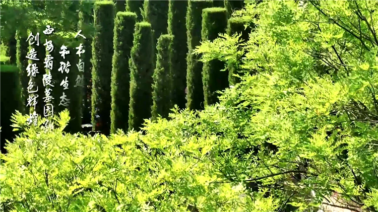 為何西安公墓不能隨意提前購買，有哪些具體的政策依據(jù)？