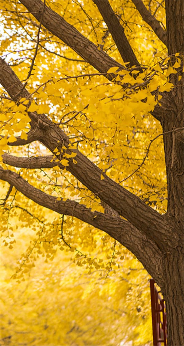 陵園種樹(shù)的講究_傳統(tǒng)習(xí)俗