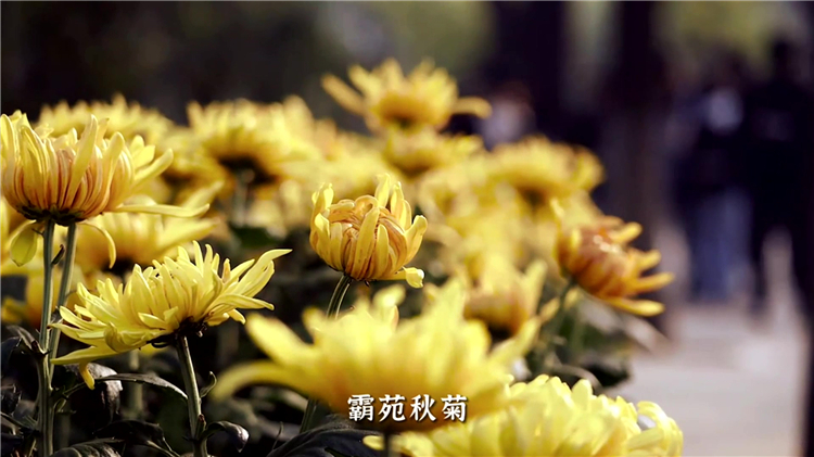 墓地位置選擇指南：山上與山腳下墓地對比分析,西安墓地選址風水講究