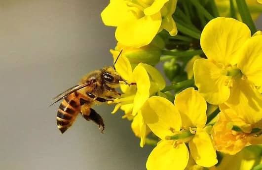 西安墓地立碑高度限制及墓尖關(guān)系解析
