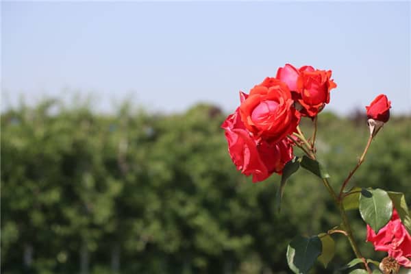 西安白鹿原公墓南陽(yáng)坡墓區(qū)：依山傍水，碑型多樣，打造理想安葬之選