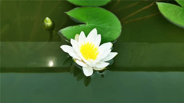 佛教葬禮一般舉行幾天？佛教墓地聯(lián)系方式？