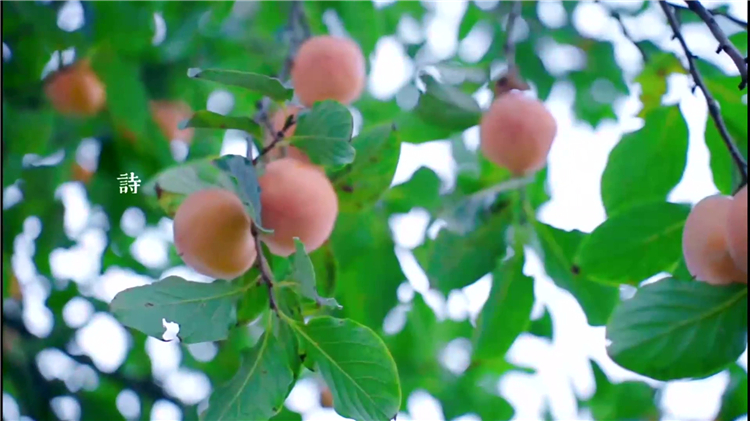 墓地選擇中的“前朝朱雀、后靠玄武、左右抱穴”原則是什么？