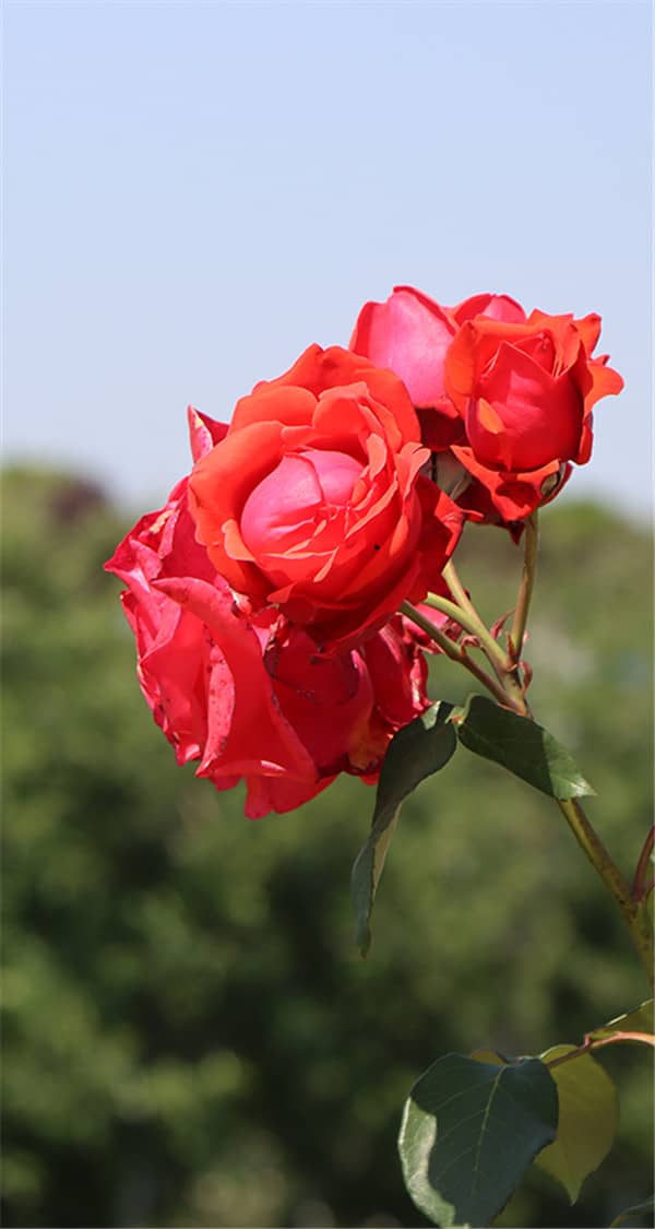 墓園是否有免費(fèi)接駁車或指定公交線路？