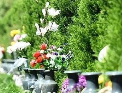 樹葬一般多少錢？生態(tài)安葬費用一覽