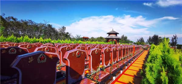 墓地周邊為何首選松樹作為栽樹品種？