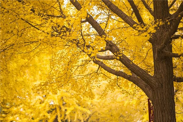 西安樹葬服務(wù)：以樹為伴的生命延續(xù)方式，綠化山林節(jié)約土地